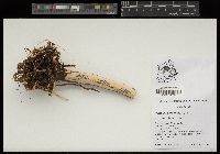 Roridula gorgonias image