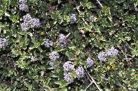 Image of Ceanothus pinetorum