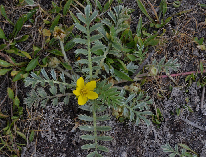 Potentilla anserina image