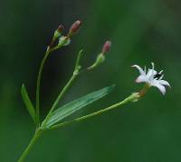 Image of Kelloggia galioides