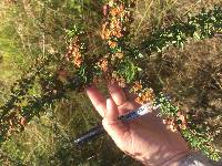 Ceanothus cuneatus var. fascicularis image