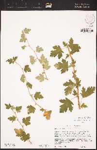 Ribes thacherianum image