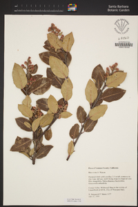 Rhus ovata image