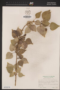 Populus trichocarpa image