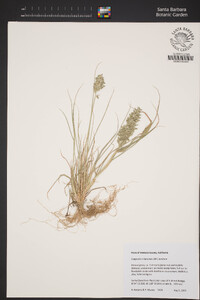 Eragrostis cilianensis image