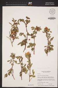 Rosa californica image