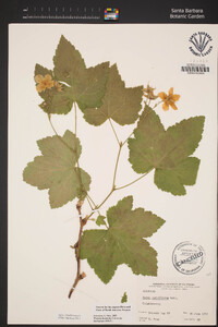 Rubus parviflorus image