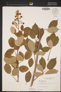 Rubus ulmifolius image