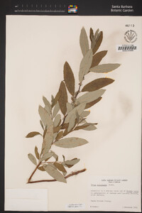 Salix lasiolepis image