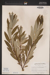 Salix lasiolepis image