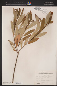 Salix lasiolepis image