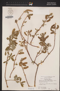 Salix lasiolepis image