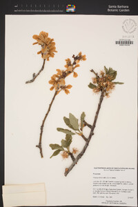 Prunus dulcis image