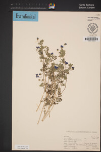 Nemophila menziesii var. menziesii image