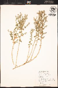 Brickellia nevinii image