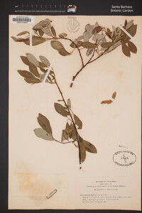 Salix lasiolepis image