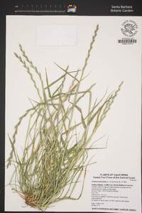 Festuca perennis image