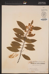 Prunus caroliniana image