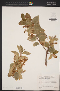 Prunus ilicifolia image