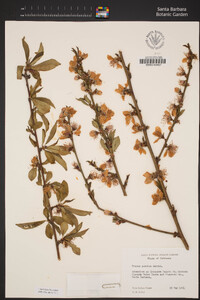 Prunus persica image