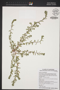 Lythrum hyssopifolia image