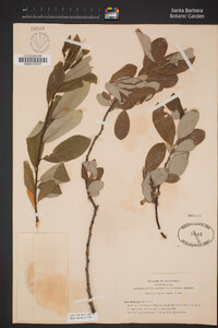 Salix hookeriana image