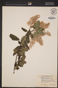 Ceanothus arboreus image