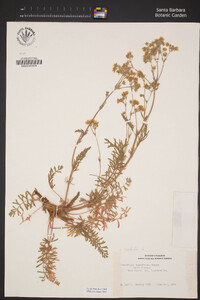 Horkelia daucifolia image