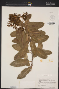 Heteromeles arbutifolia image