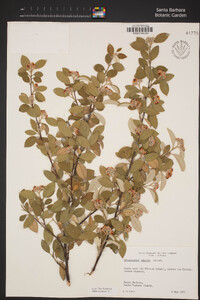 Cotoneaster pannosus image