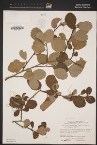 Cercocarpus betuloides image