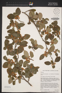 Cercocarpus betuloides var. blancheae image