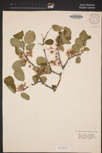 Amelanchier utahensis image