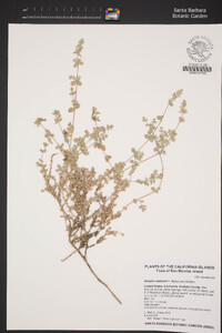 Atriplex watsonii image