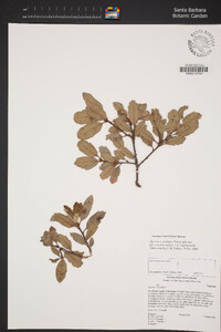 Quercus X acutidens image