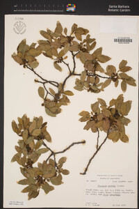 Rhamnus pirifolia image