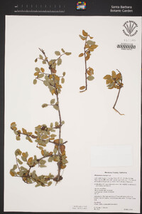 Rhamnus crocea image