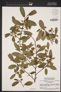 Frangula californica subsp. californica image