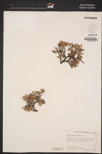 Ceanothus fendleri image
