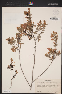 Ceanothus tomentosus image