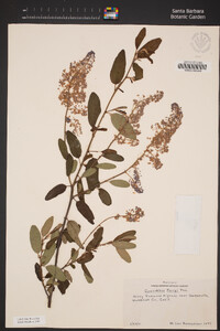 Ceanothus parryi image