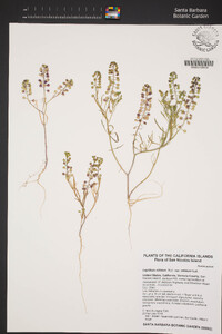 Lepidium nitidum image