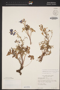 Delphinium parryi image