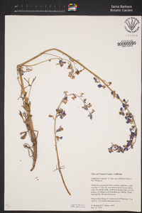 Delphinium parishii image