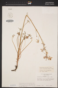 Delphinium parishii image