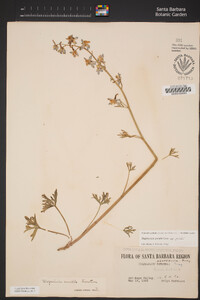 Delphinium parishii image