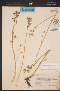 Delphinium parishii subsp. parishii image