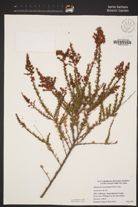 Adenostoma fasciculatum var. fasciculatum image