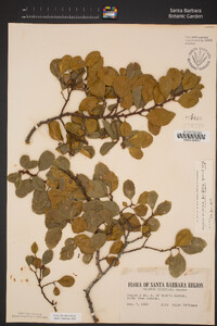 Rhamnus pirifolia image