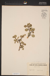 Rhamnus ilicifolia image